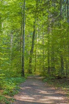 Foot path and fresh green trees in the forest