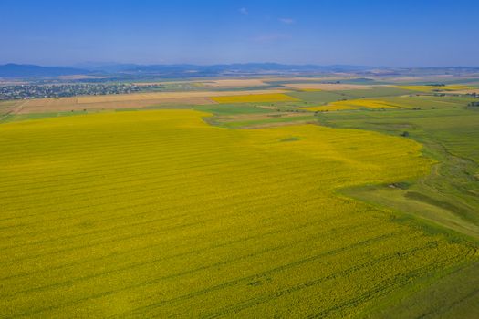 Aerial view of yellow sunflower field and summer rural scene
