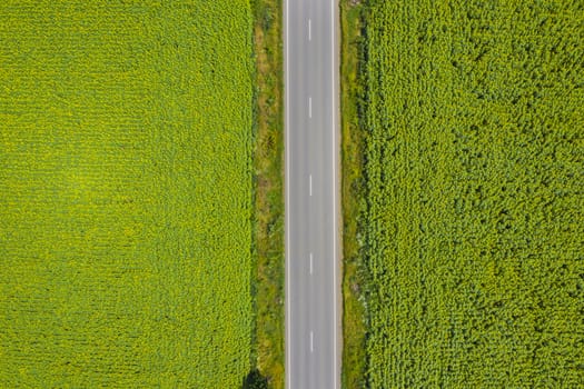 Above road view and yellow sunflower fields