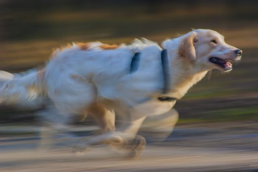 Adorable running dog in sun linghts, motion blur