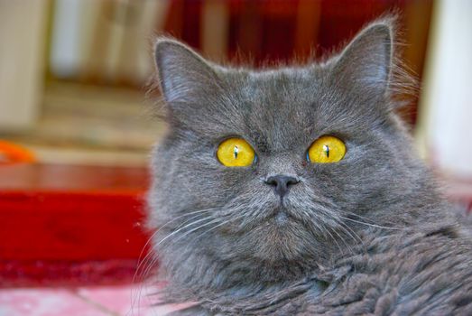 Close image of gray cat with yellow eyes
