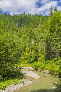 Green forest river in the summer, mountain scene