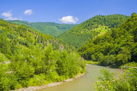 Green forest river in the summer, mountain scene