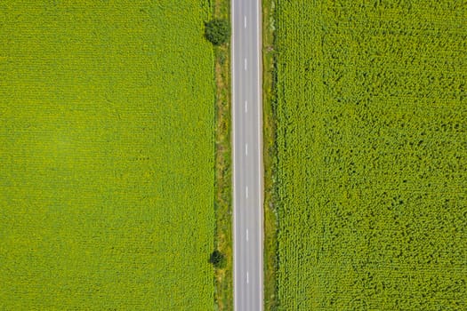 Above road view and green fields in summer
