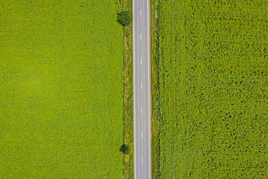 Above road view and green fields in summer