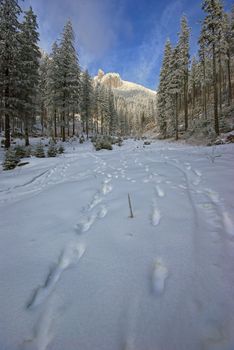 Winter forest footprints on the fresh snow.