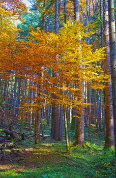 Golden tree in autumn forest, nature autumn scene