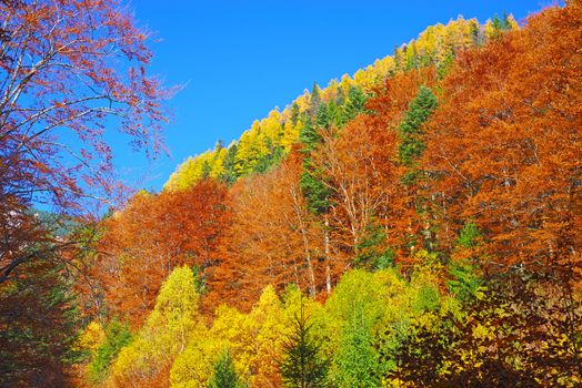 Colorful forest in a autumn scenery landscape