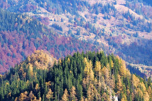 Autumn trees landscape in Romanian Carpathians, colorful forest background