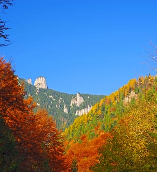 Autumn trees and evergreen forest in rocky mountain