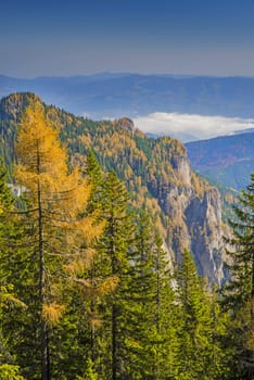 Yellow larch tree in green forest on rocky mountain,