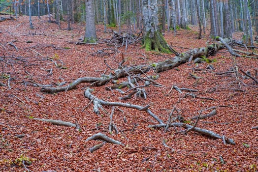 Fallen and broken tree in the forest, autumn landscape of colored foliage