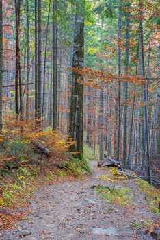 Mountain foot path in autumn forest, colored foliage