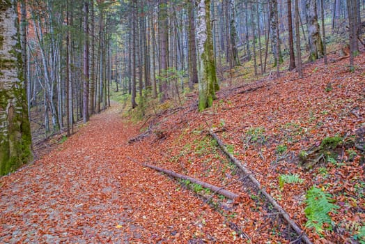 Red foliage path on the mountain, autumn forest