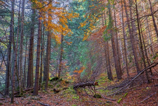 Autumn forest landscape with fallen branches and trees