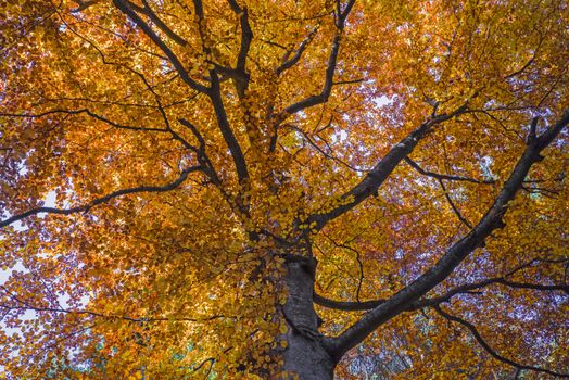 Golden forest tree on the mountain, autumn landscape