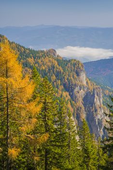 Autumn mountain landscape: larch trees in green forest