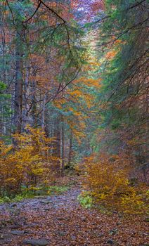 Autumn scene in forest, uphill path and colored leaves