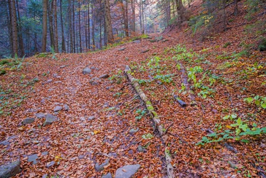 Fallen leaves on the path in autumn forest