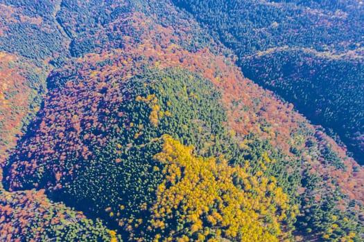 Autumn forest viewed from above in Romanian Carpathians.