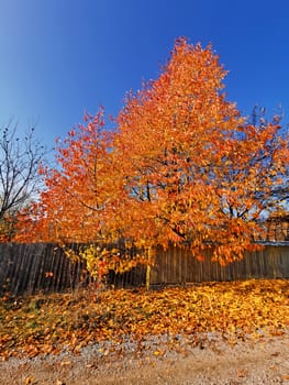 Beautiful colored leaves and wooden fence in a rural scene