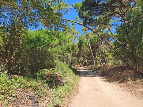 Country footpath in green pine forest near Pedrinhas in Portugal