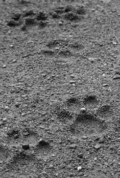 Dog footprint tread on soft soil ground