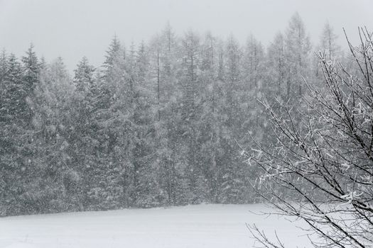 Forest landscape during winter and snow weather.