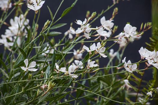 Flowers of Lindheimer’s beeblossom (Gaura lindheimeri) on a black background.