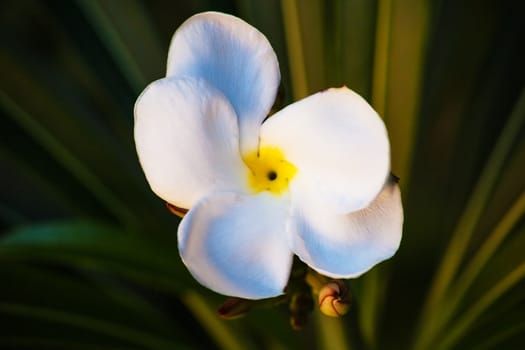 The Madagascar Palm (Pachypodium lamerei), is not a real palm but rather a succulent originating from Madagascar. It is an ideal potted plant.