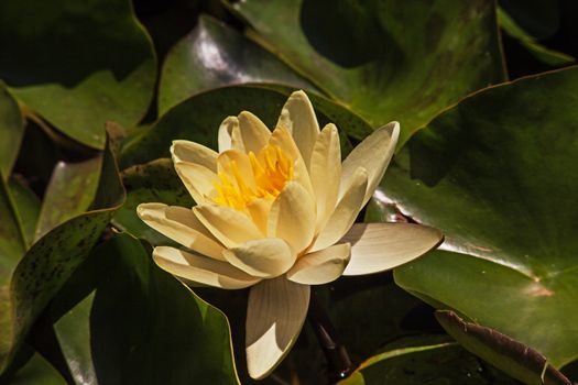 Macro image of a Yellow colored Water Lily (Nymphaea caerulea) in a pond.