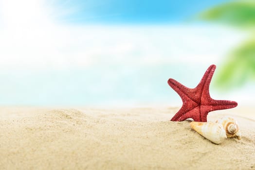 Vacation concept image - shells and starfish on a sandy tropical beach in closeup