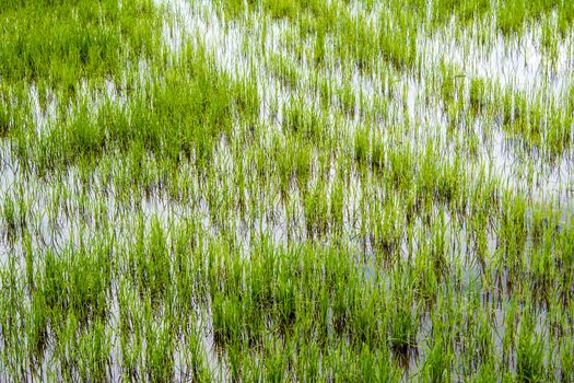 Rice field scenery in countryside of thailand, green background