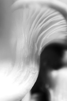 Oyster mashroom texture. Black & white. Detailed fibers. Healthy vegetarian background. Macro closeup.