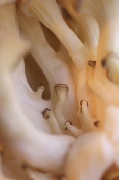 Little oyster mashrooms group texture. Healthy vegetarian background. Detailed macro closeup.