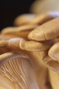 Oyster mashrooms group texture. Healthy vegetarian background. Detailed macro closeup.