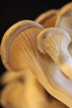 Oyster mashrooms group texture. Healthy vegetarian background. Detailed macro closeup.