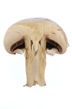 Isolated half of mushroom. Healthy vegetable ingredient. Natural food.