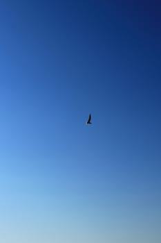 A seagull with open wings flies in the clear sky.