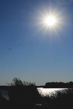 Solar reflection from the pond and reed silhouettes. The seagull is flying in the clear sky.