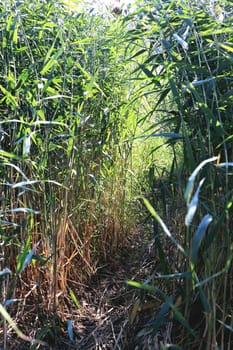 Trail in the reeds. Pathway in the cane. Thickets of bulrush.