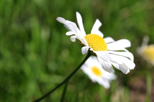 Camomile flower. Yellow bud & white petals. Outdoor summer background.