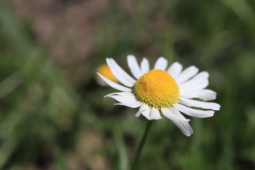 Camomile flower. Yellow bud & white petals. Outdoor summer background.