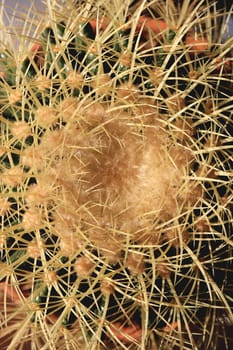 Prickly surface of cactus texture. Natural thorn houseplant. Macro closeup. Top view.