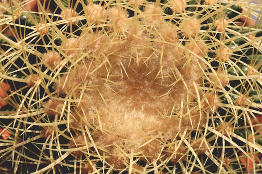 Prickly surface of cactus texture. Macro closeup. Top view.