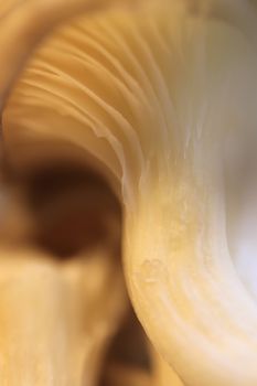 Oyster mashroom texture. Detailed fibers. Healthy vegetarian background. Macro closeup.