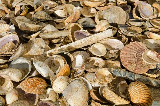 Many seashells collected drying in the sunshine after being collected from the sandy beach of Monte Gordo on Portugal's Algarve Coast.