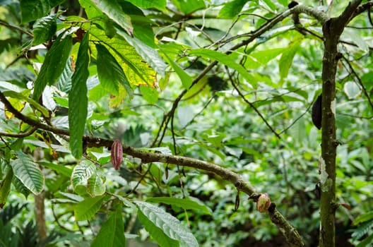 Pods growing on the branches of a cocao tree. Beans from the ripened pods can be used to produce chocolate. 