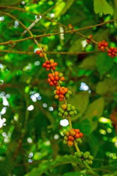 Red berries growing on a coffee tree in a tropical plantation.  The berries can be dried to get coffee beans.