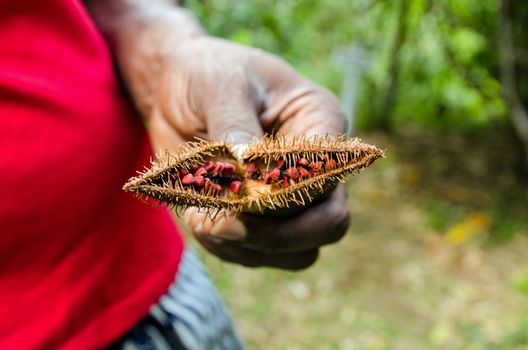 Close up of red seeds in a roucou pod being held by a man in a red t-shirt.  The Bixa Orellana, or Achiote shrub grows across South America and produces annatto red food colouring